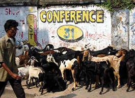 goats in teh street, calcutta