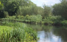 Hampshire stream in summer