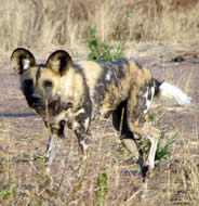 wild dog in Namibia