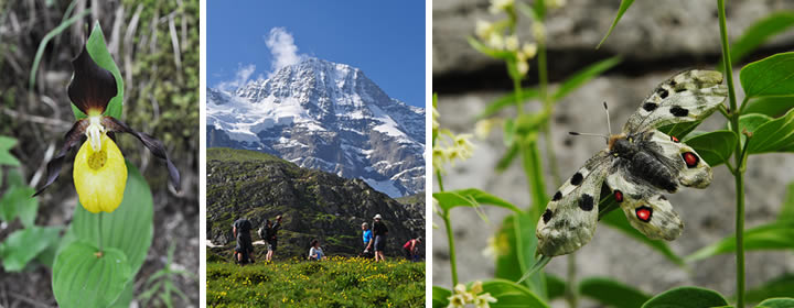 alpine ecology collage