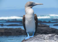 Galapagos Blue Footed Booby