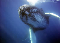 swimming humpback whale