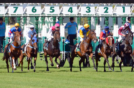 Horse race starting gates