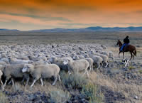 sheep ranch in Idaho