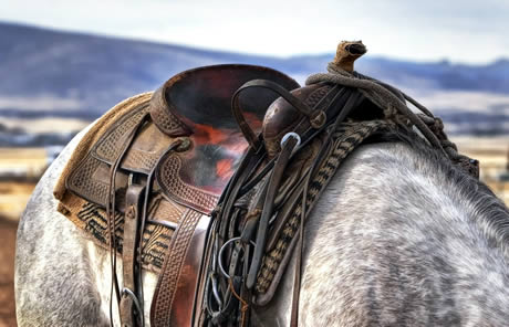 western riding saddle.jpg