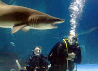 scuba shark swimming